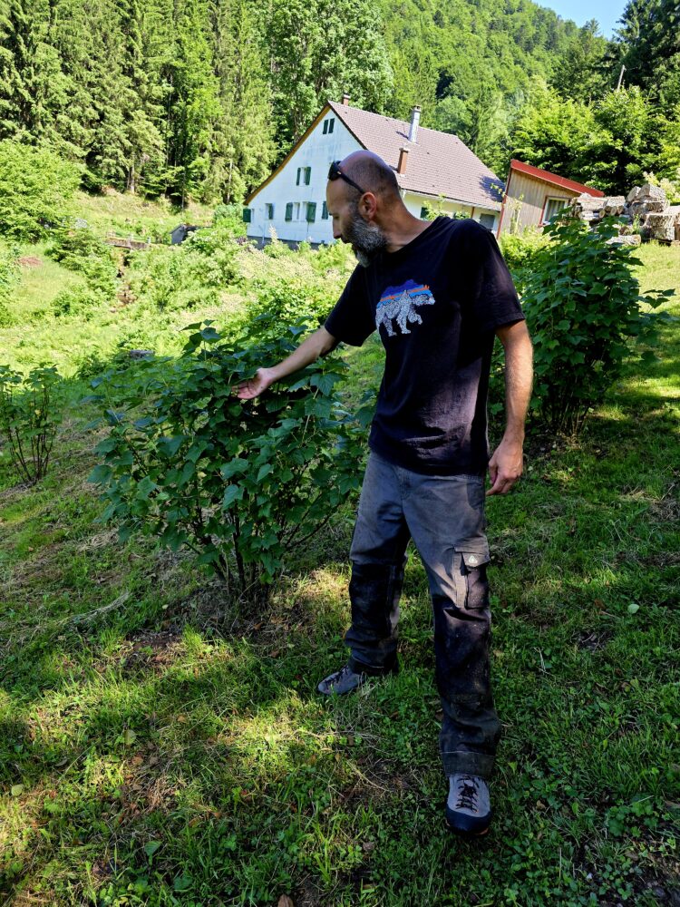 William Bertaux, paysan herboriste et transformateur à la Ferme Plantes et Potions, à Saint Maurice sur Moselle.
