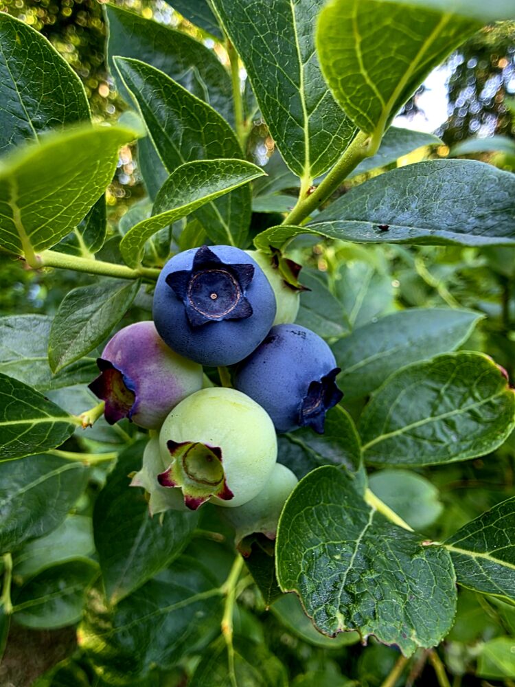 L'emblématique myrtille ici cultivée dans le Verger des Avolets dans les hautes vosges. Sa collerette bleu nuit sonne le moment de la récolte.