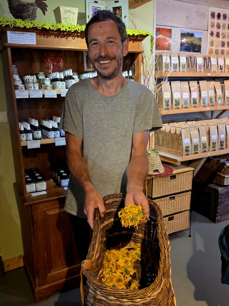 A la Ferme du Bien-Etre, Clément Urion nous montre l'emblématique fleur de l'arnica montana si importante pour nos maux et l'économie de la région.