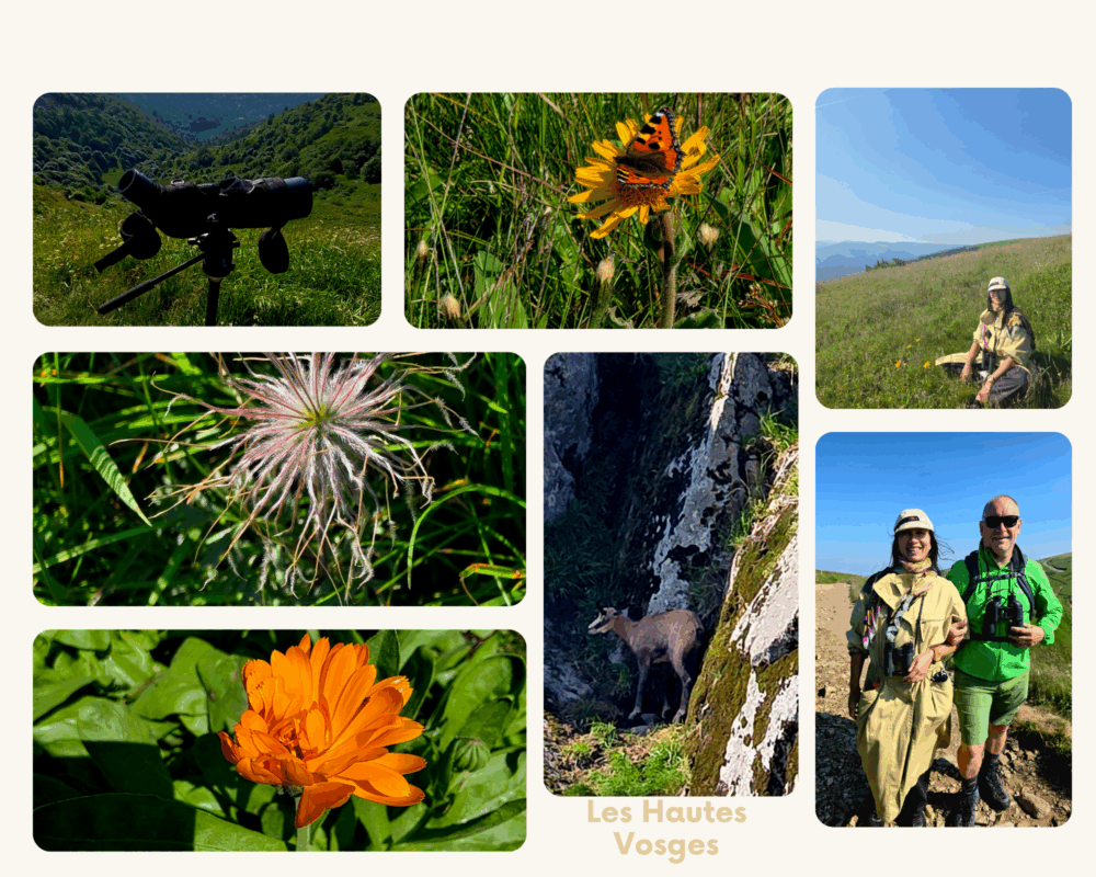 reportage hautes vosges. par stéphanie bui reportage hautes vosges. par stéphanie bui
