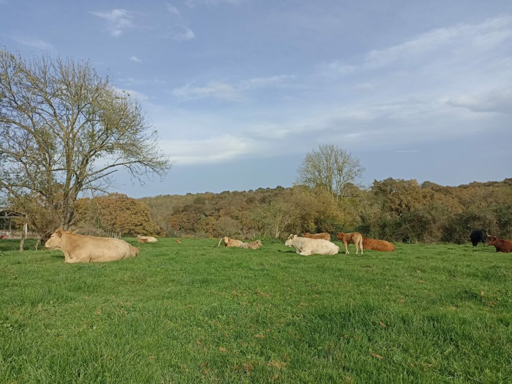 Mathieu Langlès, éleveur de Veaux Sous La Mère - Pau - Bearn - reportage - stephanie bui